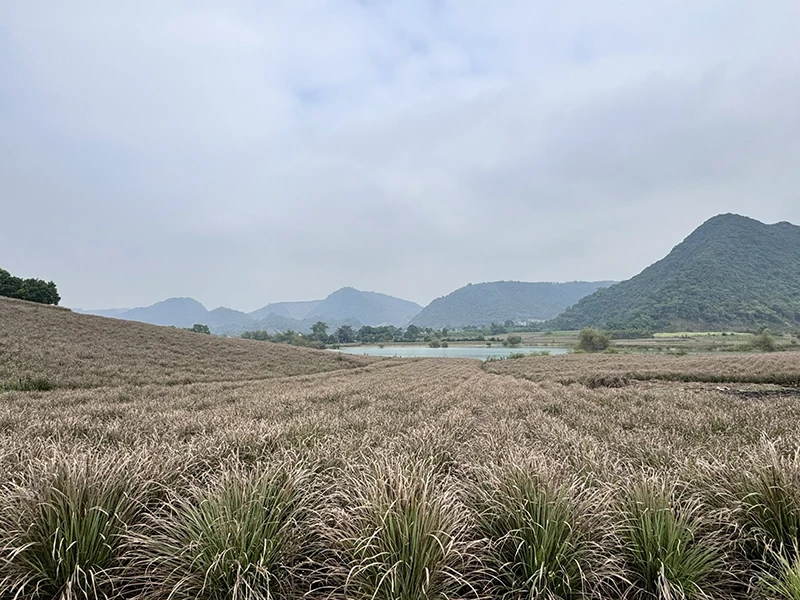 Mùa sả (Bài 1): Hướng đi nào cho cây sả?