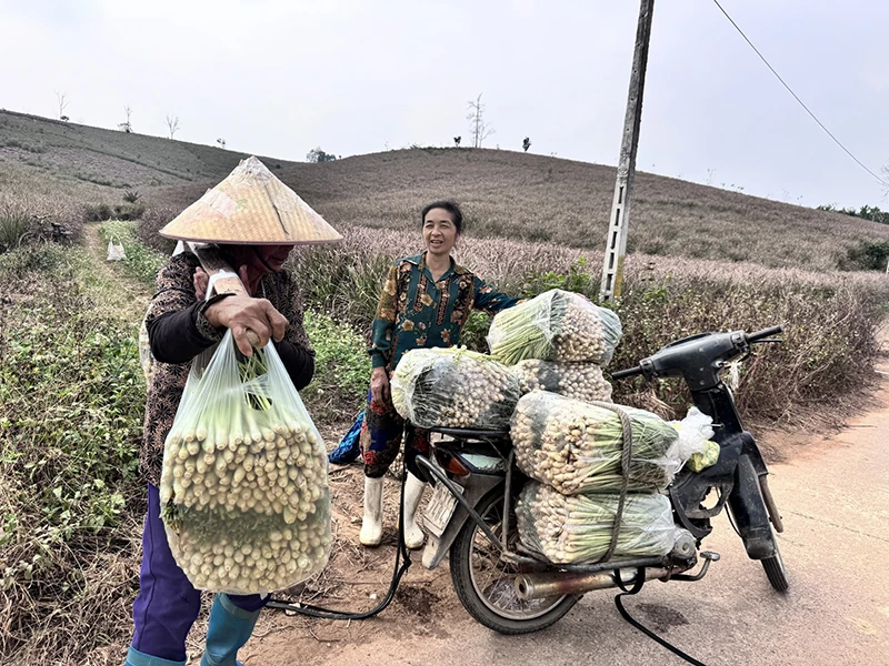 Mùa sả (Bài 2): Hành trình của cây sả