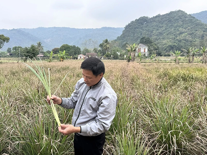 Mùa sả (Bài 2): Hành trình của cây sả