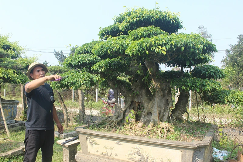 Nghề làm đẹp cho cây cảnh đón tết