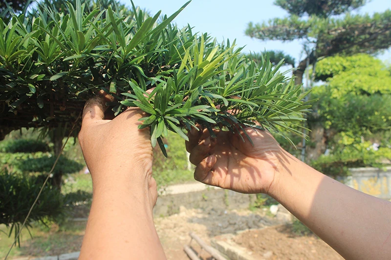 Nghề làm đẹp cho cây cảnh đón tết