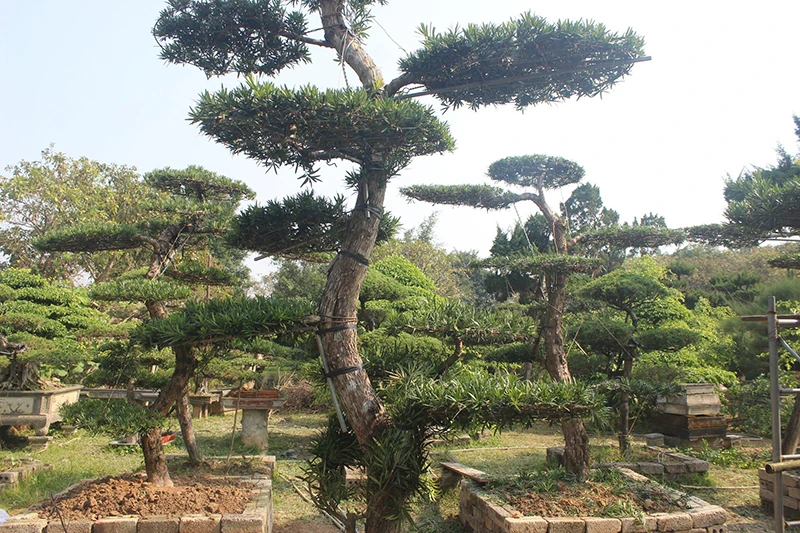 Nghề làm đẹp cho cây cảnh đón tết