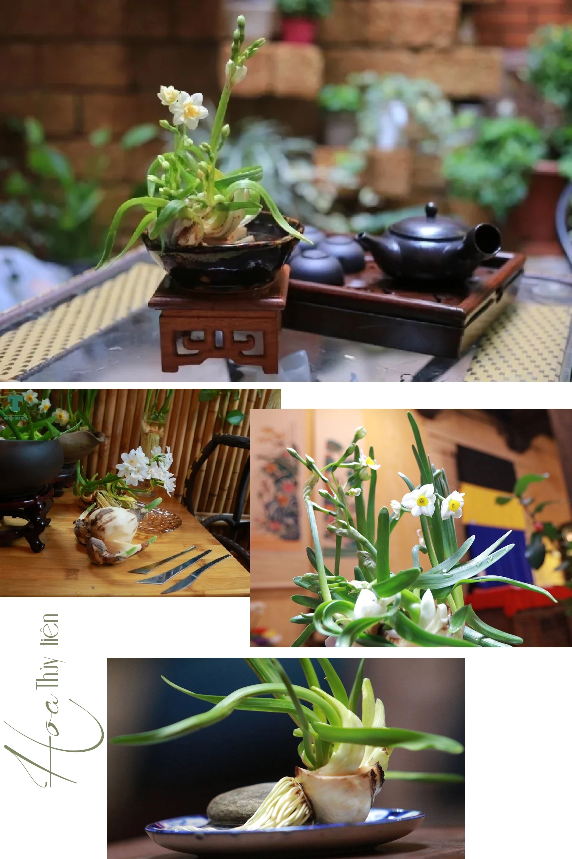 [E-Magazine] - Thanh tao thú chơi Thuỷ Tiên ngày Tết