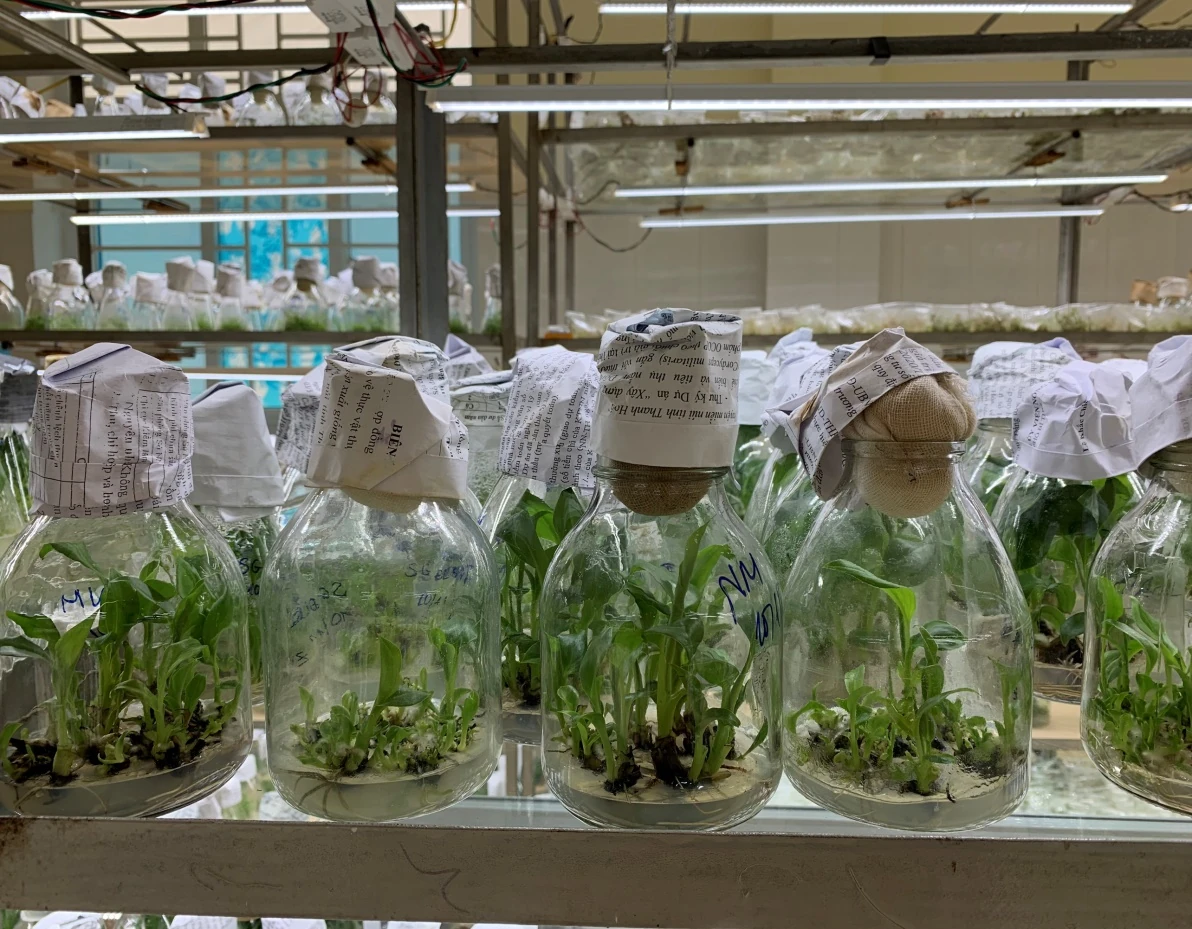 Sưu tầm, bảo tồn và phát triển nguồn gen một số cây trồng, vật nuôi, thủy sản có giá trị trên địa bàn tỉnh Thanh Hóa