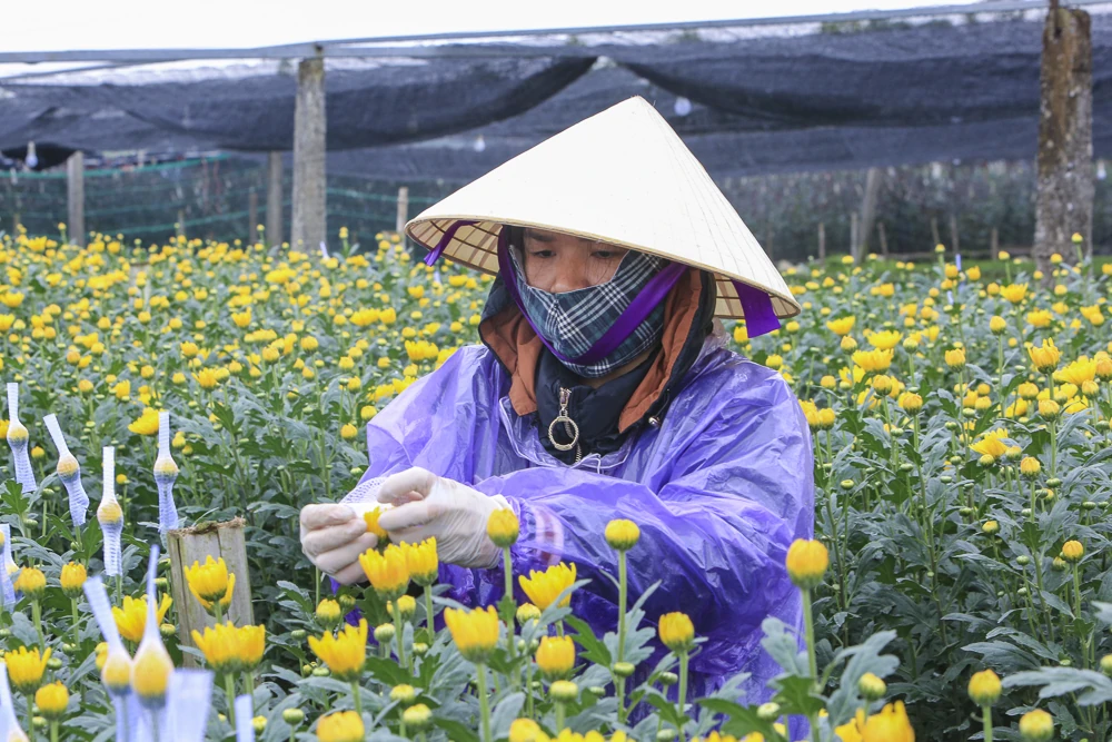 Nông dân làng hoa bám ruộng trong giá rét, giữ sắc hoa Tết