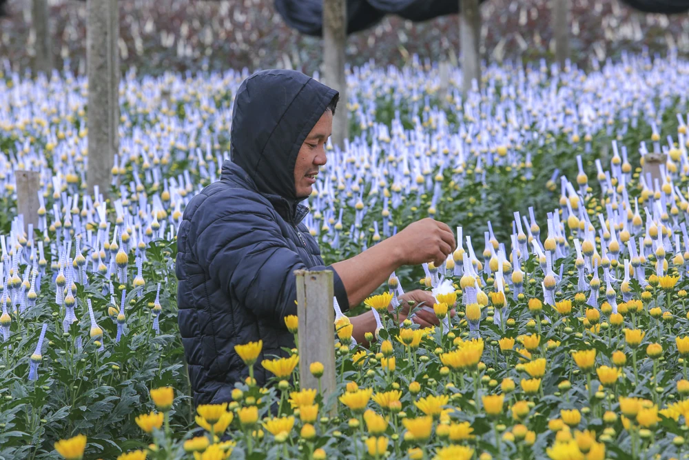 Nông dân làng hoa bám ruộng trong giá rét, giữ sắc hoa Tết