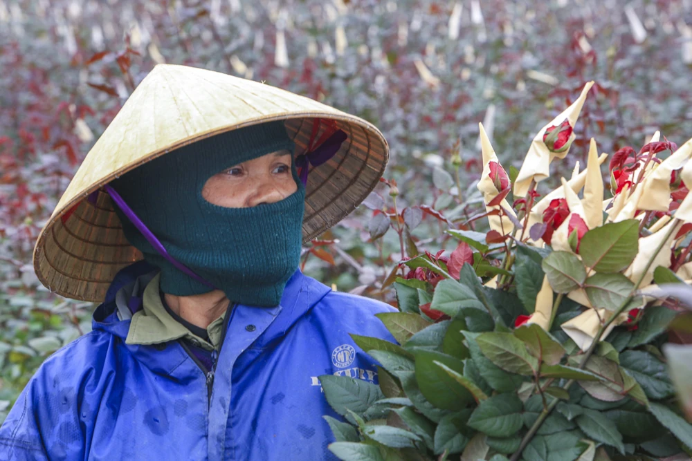 Nông dân làng hoa bám ruộng trong giá rét, giữ sắc hoa Tết