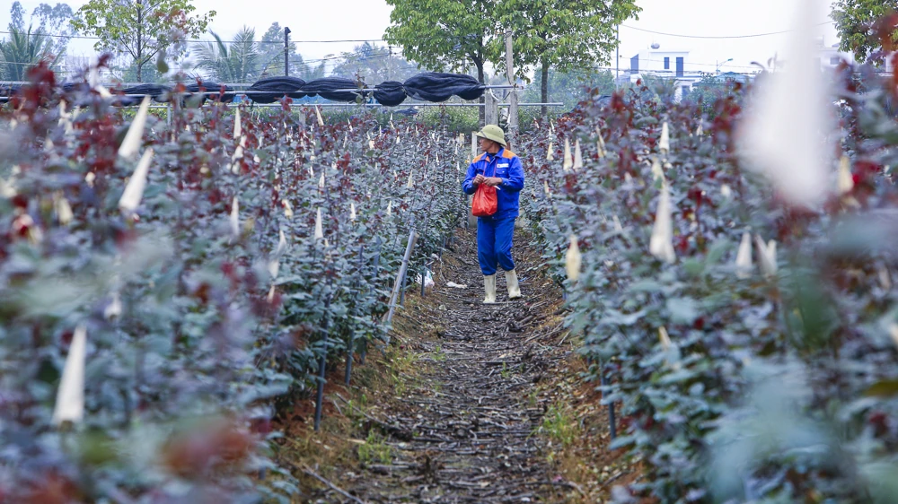 Nông dân làng hoa bám ruộng trong giá rét, giữ sắc hoa Tết