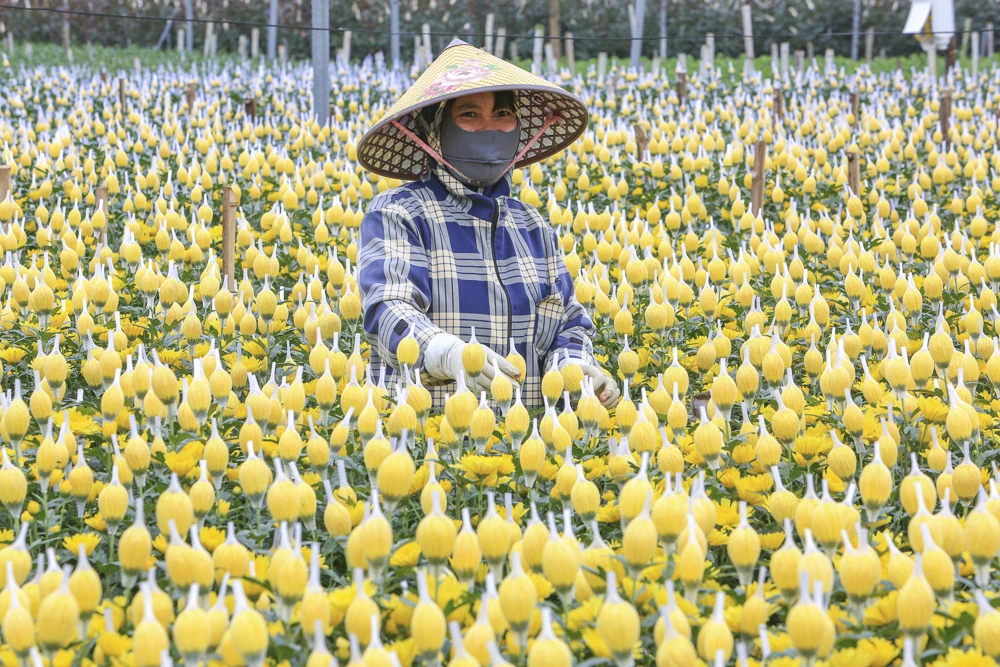 Nông dân làng hoa bám ruộng trong giá rét, giữ sắc hoa Tết