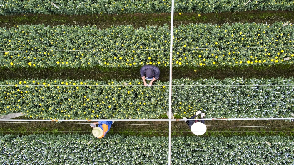 Nông dân làng hoa bám ruộng trong giá rét, giữ sắc hoa Tết