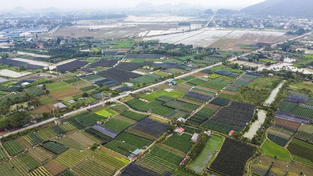 Nông dân làng hoa bám ruộng trong giá rét, giữ sắc hoa Tết