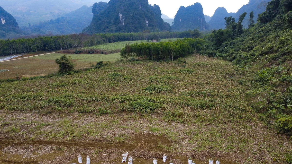 Nông dân Cẩm Thạch phấn khởi thu hoạch dong riềng phục vụ thị trường Tết