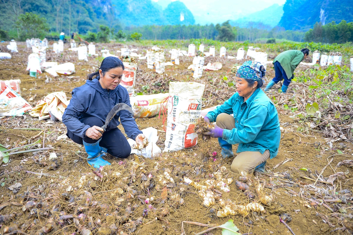 Nông dân Cẩm Thạch phấn khởi thu hoạch dong riềng phục vụ thị trường Tết