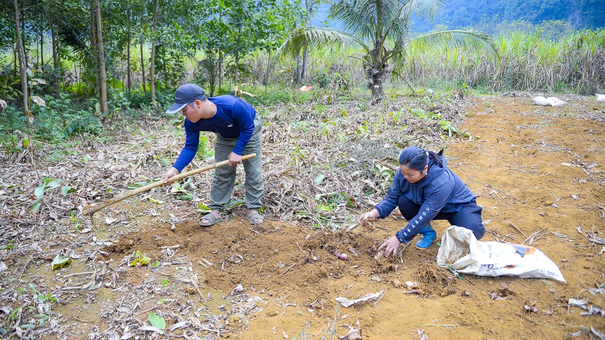 Nông dân Cẩm Thạch phấn khởi thu hoạch dong riềng phục vụ thị trường Tết
