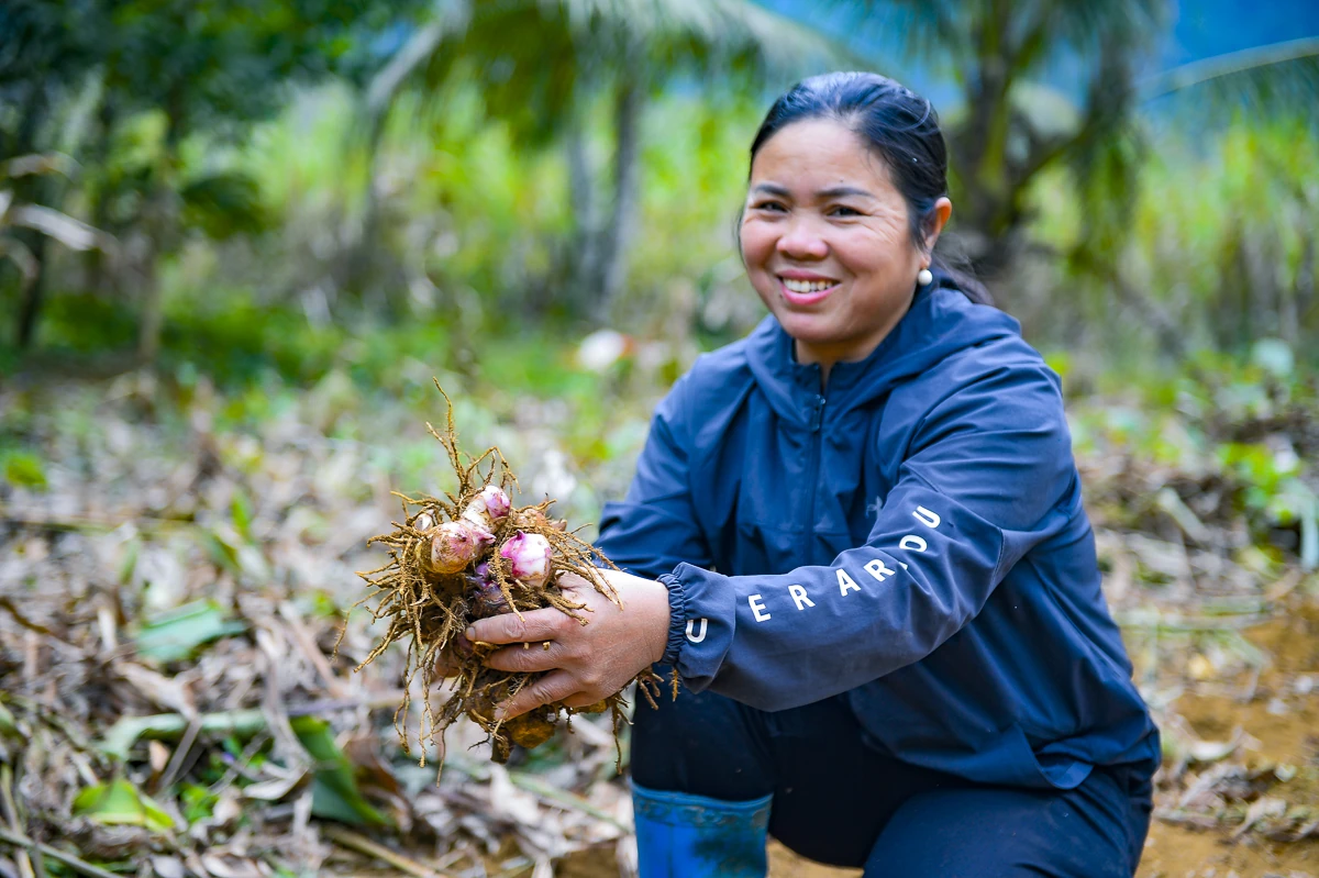 Nông dân Cẩm Thạch phấn khởi thu hoạch dong riềng phục vụ thị trường Tết