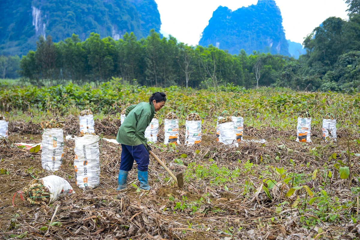 Nông dân Cẩm Thạch phấn khởi thu hoạch dong riềng phục vụ thị trường Tết