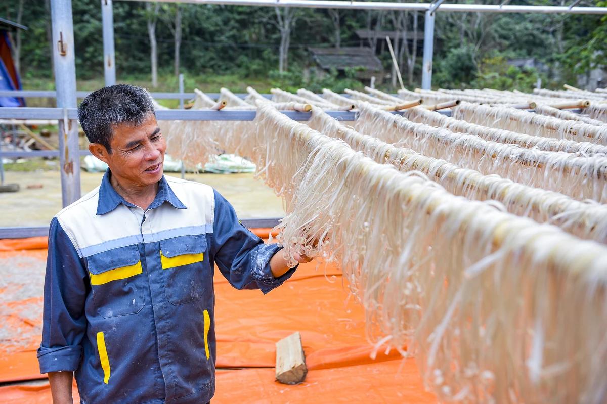 Nông dân Cẩm Thạch phấn khởi thu hoạch dong riềng phục vụ thị trường Tết