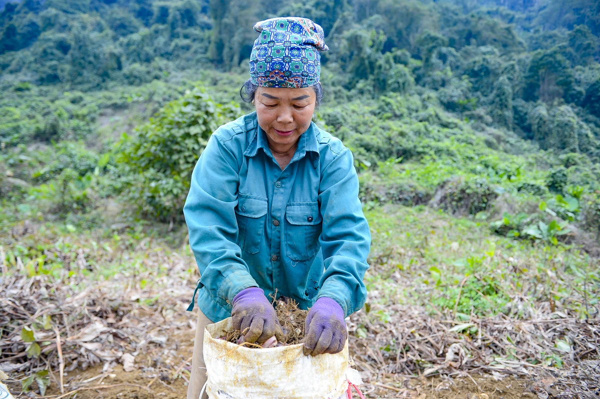 Nông dân Cẩm Thạch phấn khởi thu hoạch dong riềng phục vụ thị trường Tết