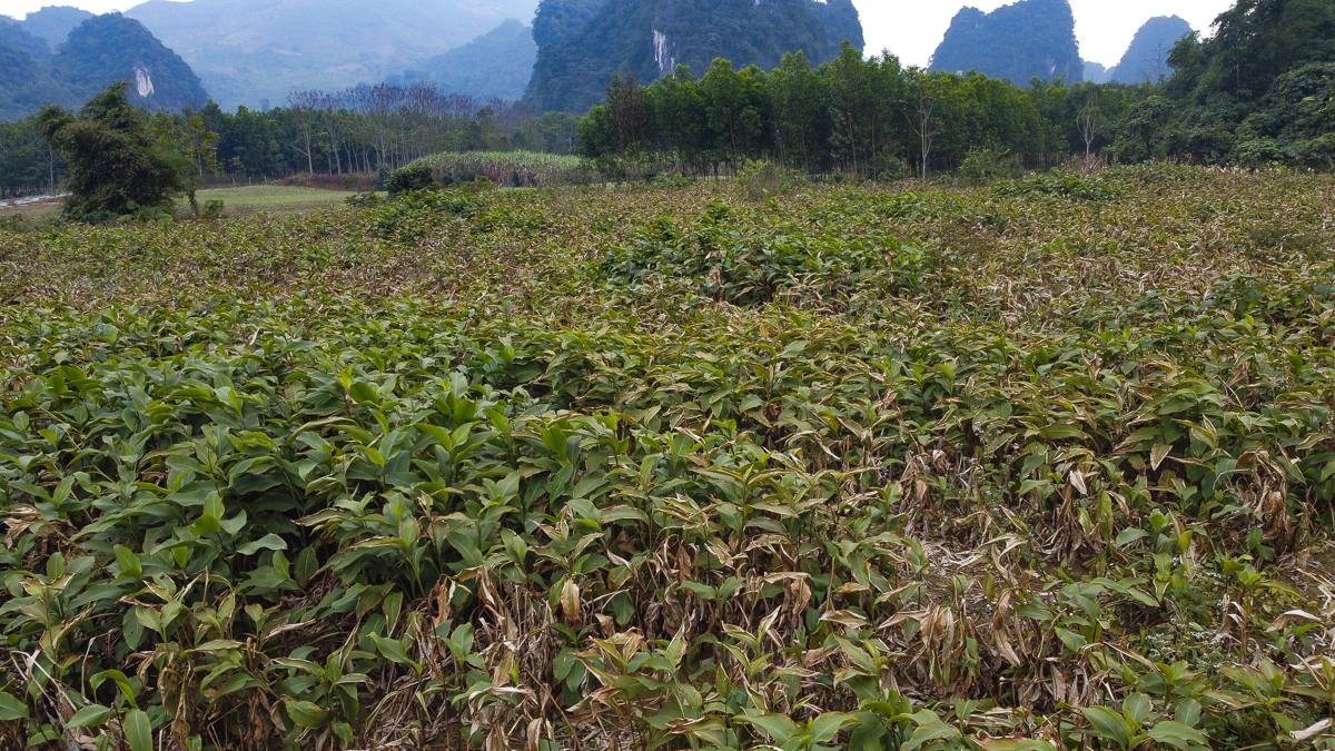 Nông dân Cẩm Thạch phấn khởi thu hoạch dong riềng phục vụ thị trường Tết