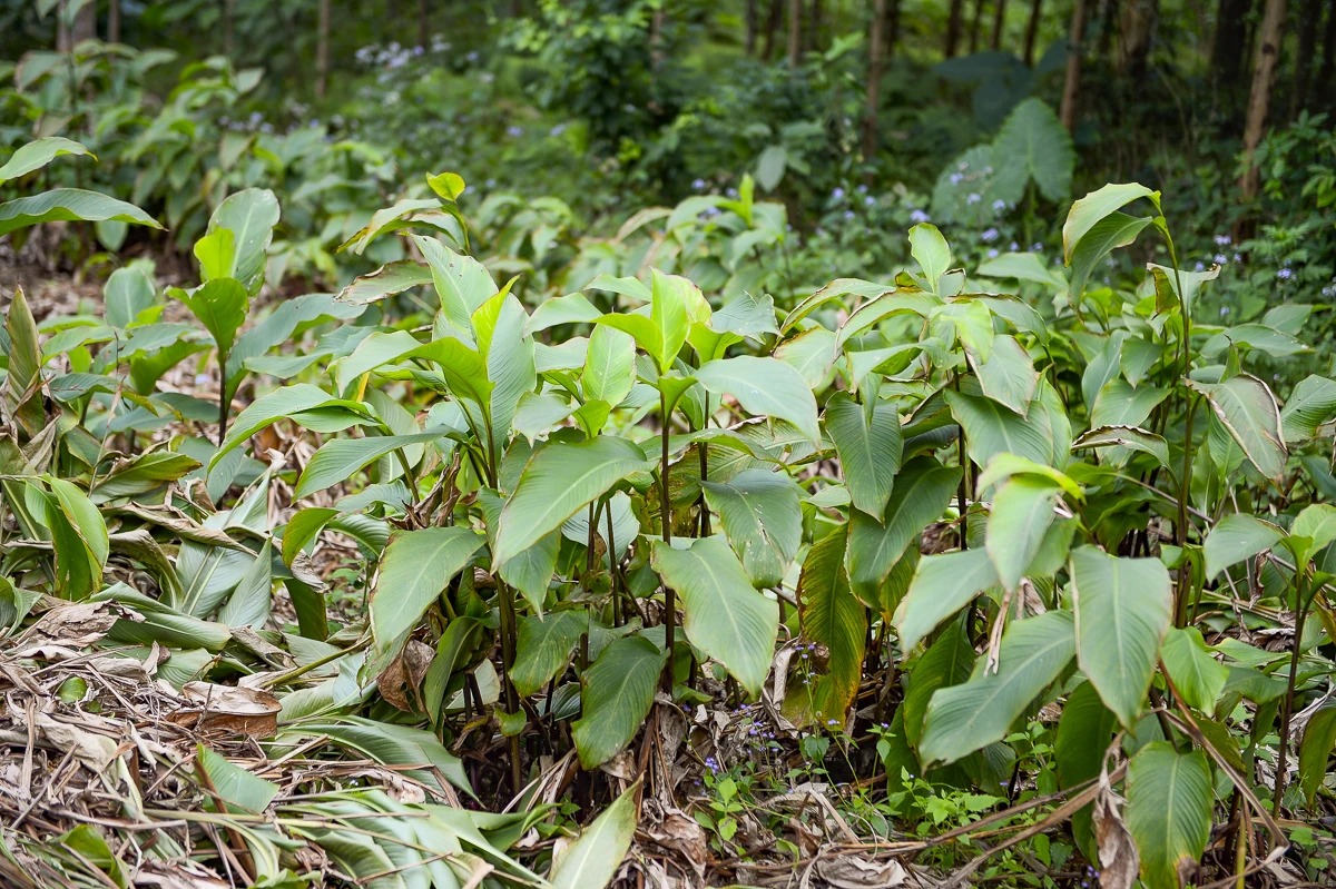 Nông dân Cẩm Thạch phấn khởi thu hoạch dong riềng phục vụ thị trường Tết