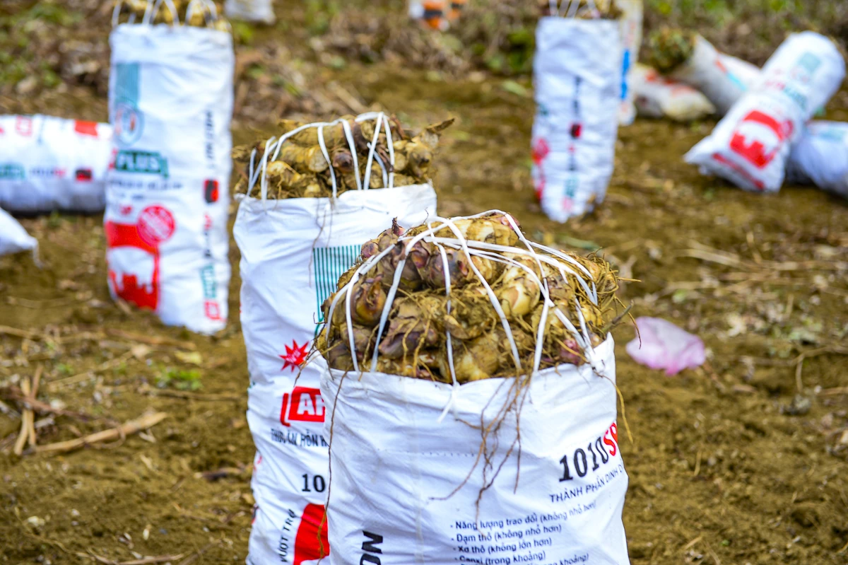 Nông dân Cẩm Thạch phấn khởi thu hoạch dong riềng phục vụ thị trường Tết