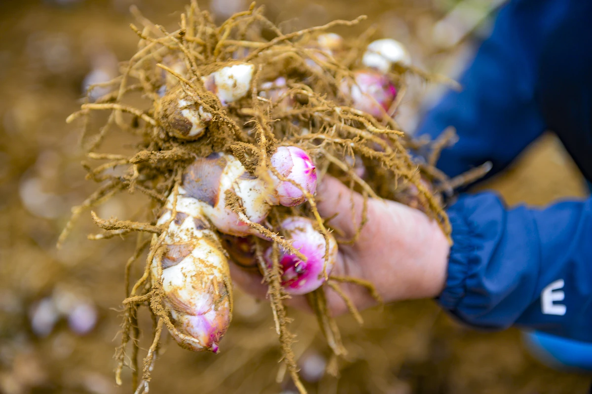 Nông dân Cẩm Thạch phấn khởi thu hoạch dong riềng phục vụ thị trường Tết