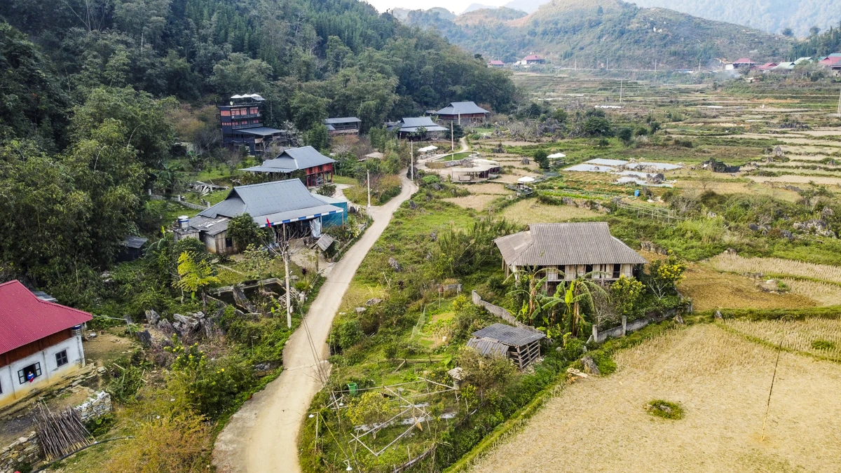 Đào rừng bản địa Cao Sơn