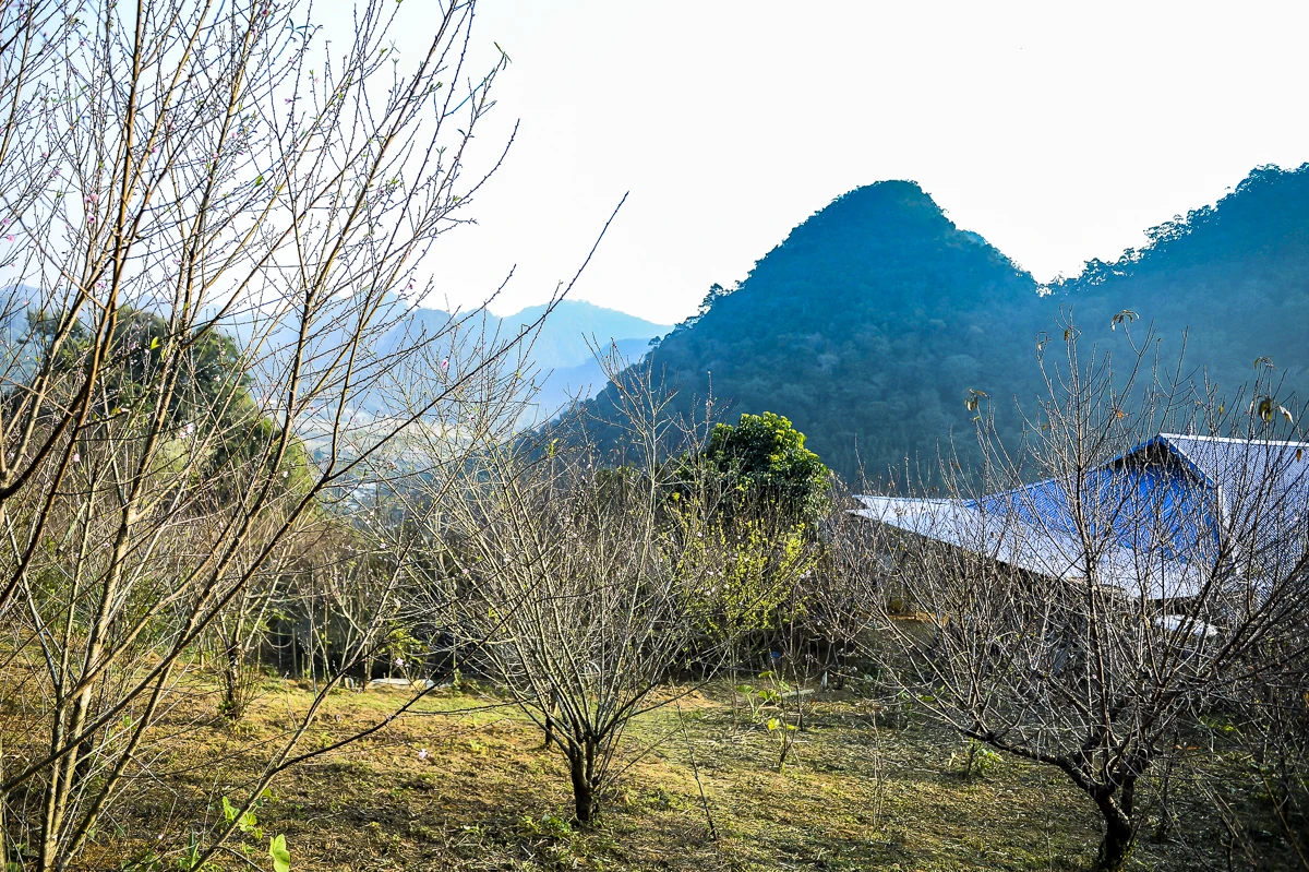 Đào rừng bản địa Cao Sơn