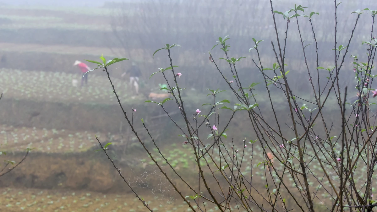 Đào rừng bản địa Cao Sơn