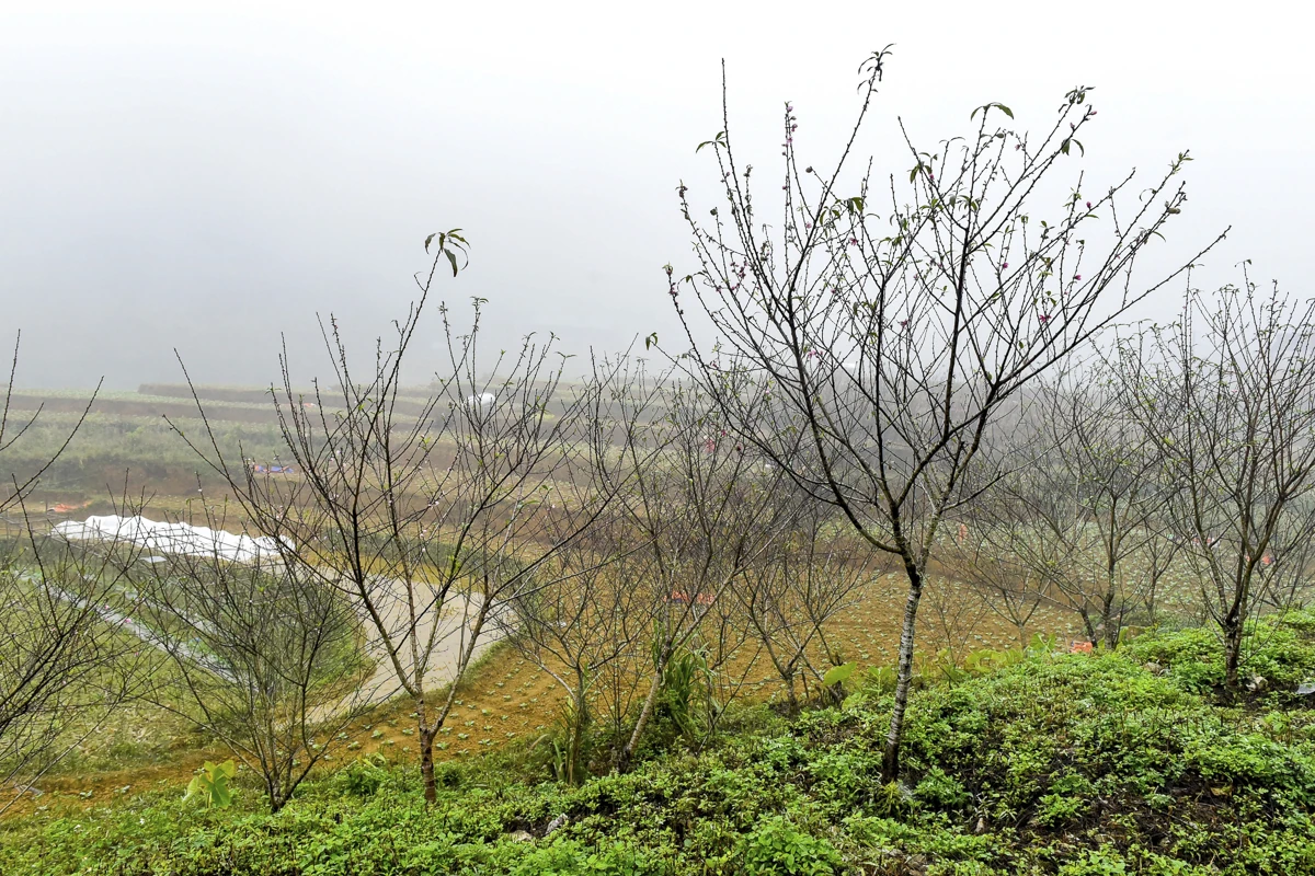 Đào rừng bản địa Cao Sơn