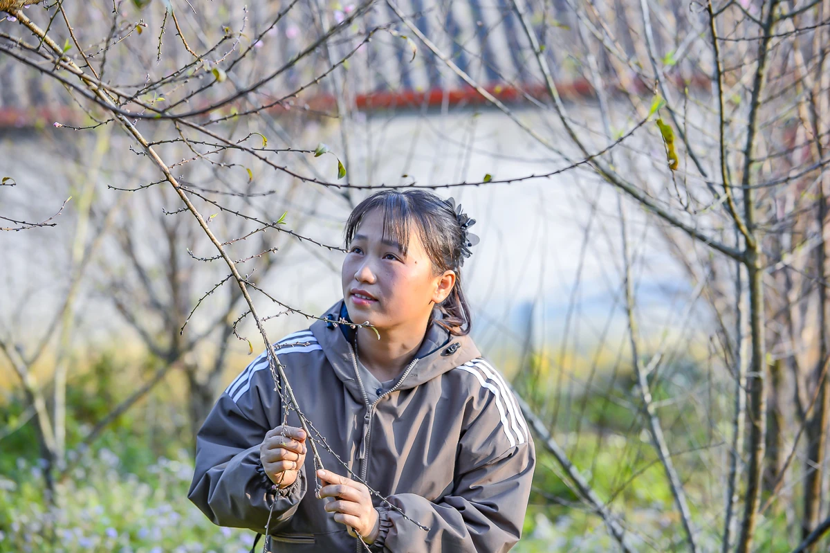 Đào rừng bản địa Cao Sơn