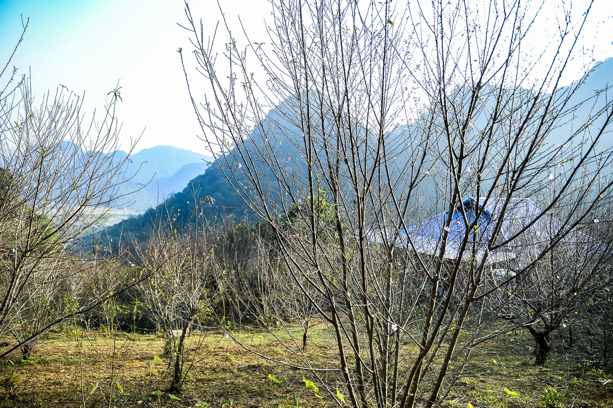 Đào rừng bản địa Cao Sơn