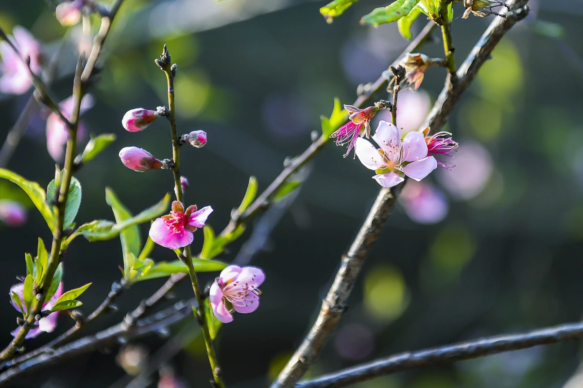 Đào rừng bản địa Cao Sơn