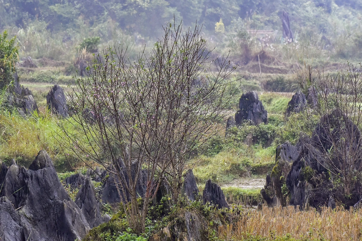 Đào rừng bản địa Cao Sơn