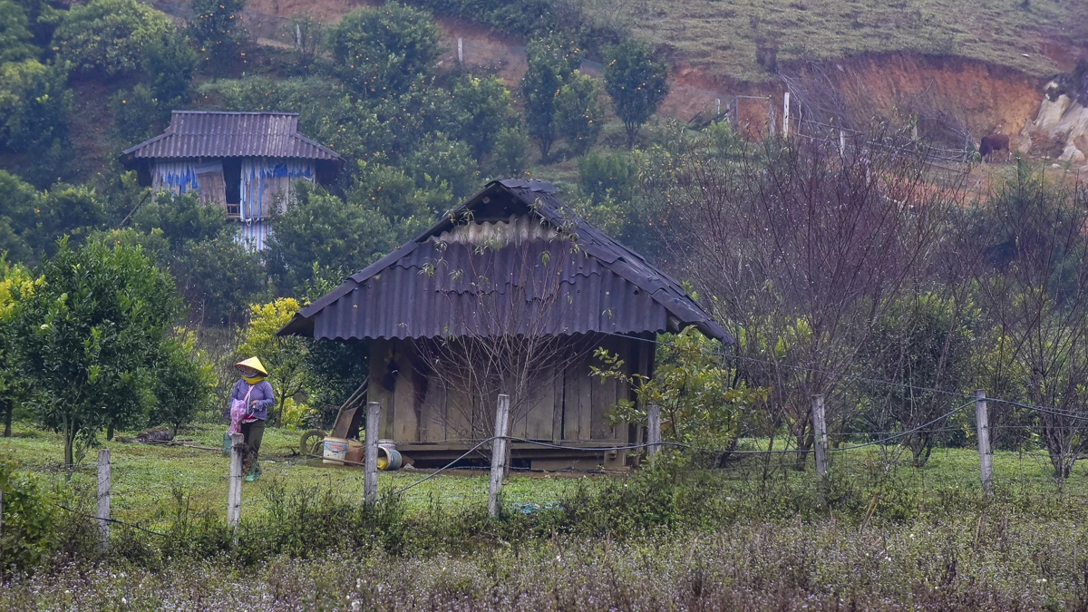 Đào rừng bản địa Cao Sơn