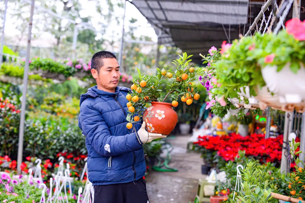 Xuân sớm về trên phố