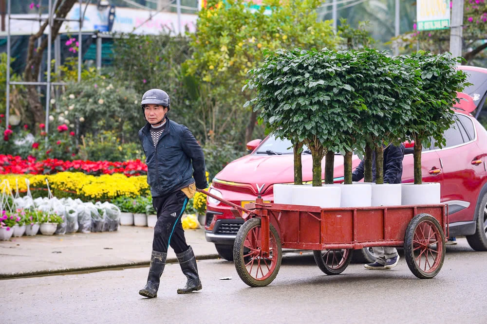 Xuân sớm về trên phố