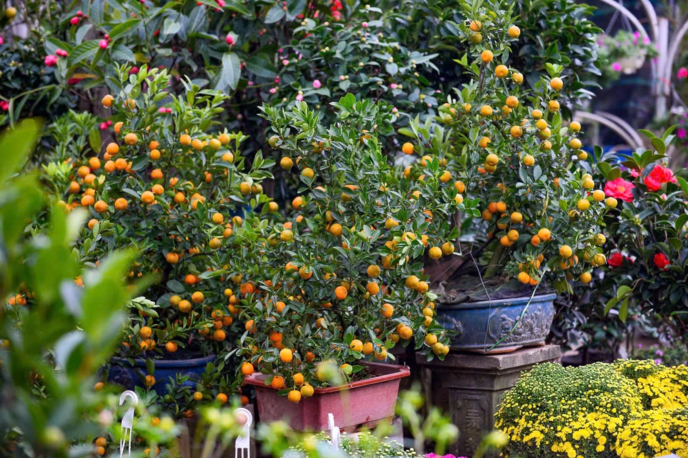 Xuân sớm về trên phố