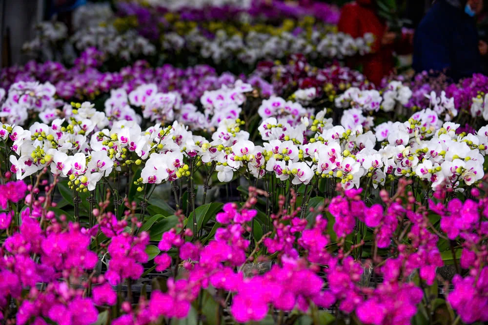 Xuân sớm về trên phố