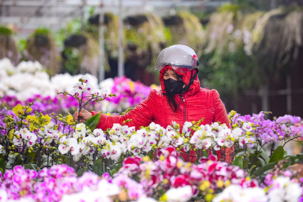 Xuân sớm về trên phố