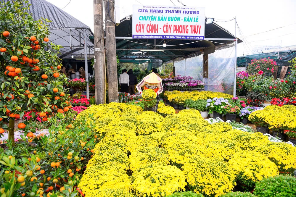 Xuân sớm về trên phố