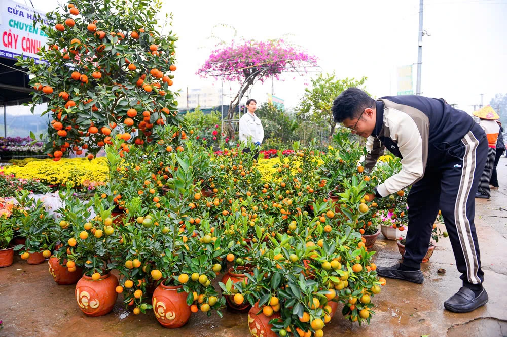 Xuân sớm về trên phố