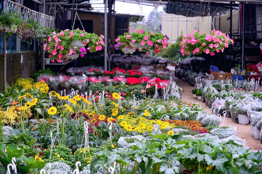 Xuân sớm về trên phố