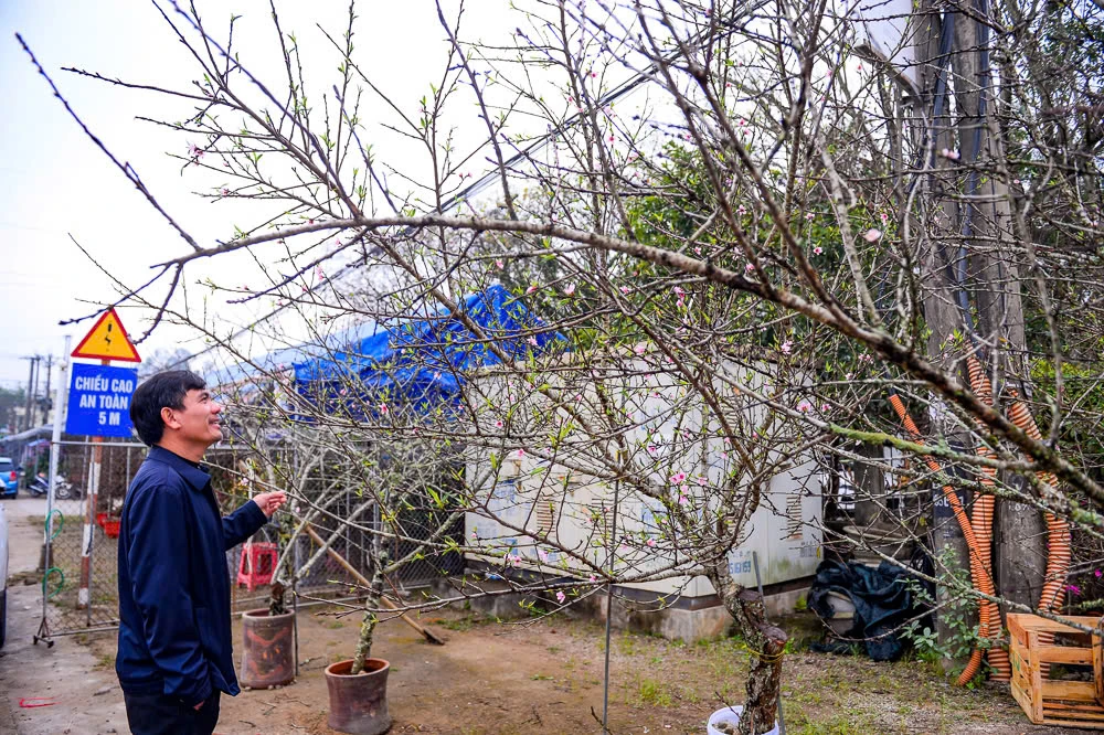 Xuân sớm về trên phố