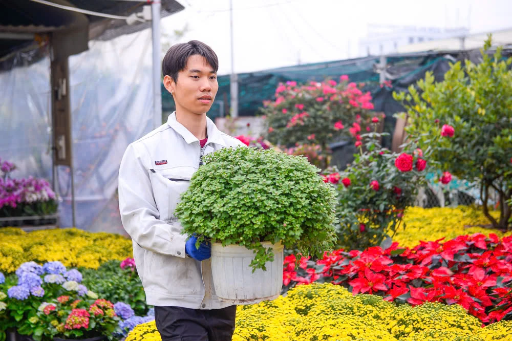 Xuân sớm về trên phố