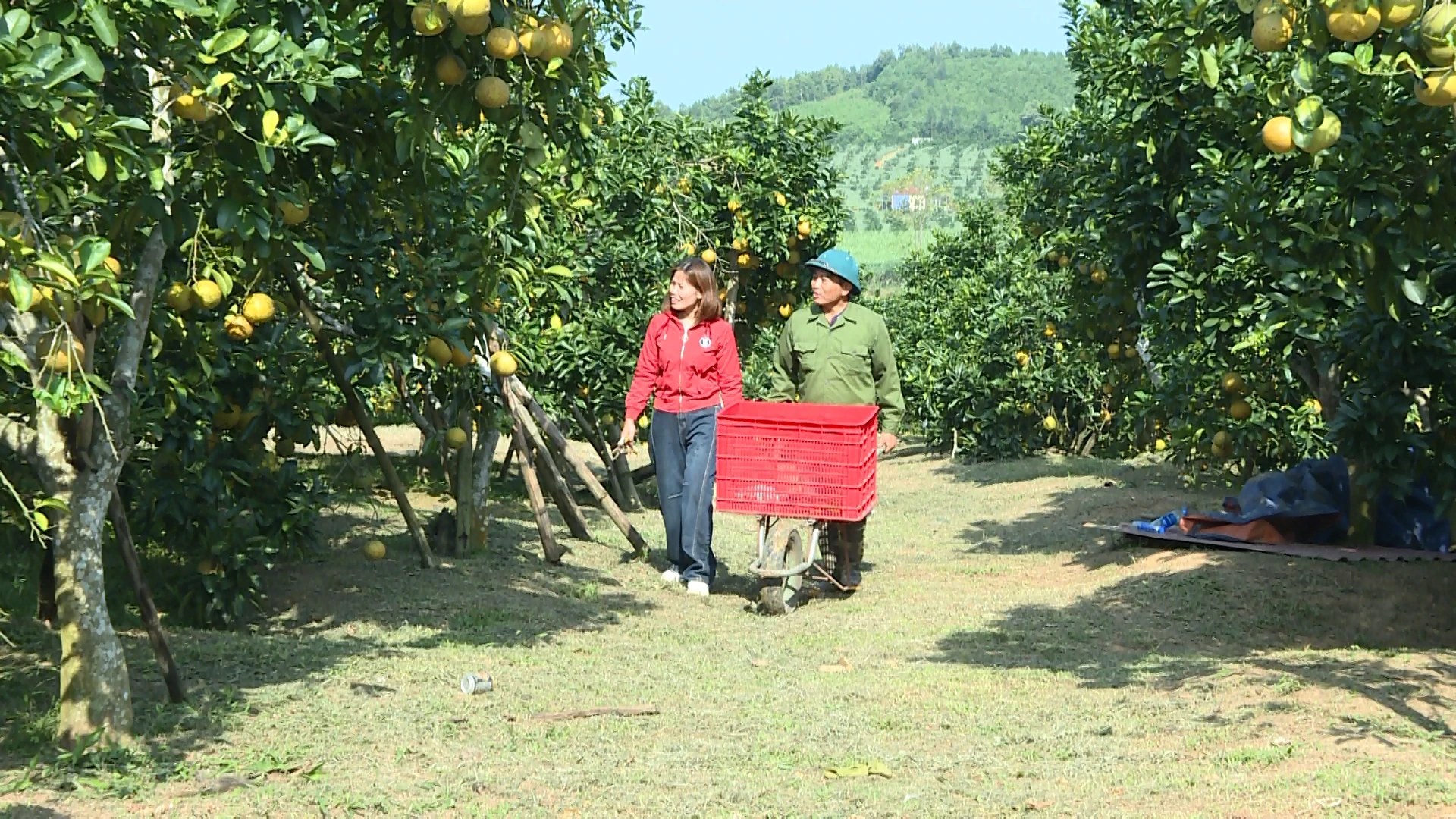 Giấc mơ làm giàu ở bản Mường