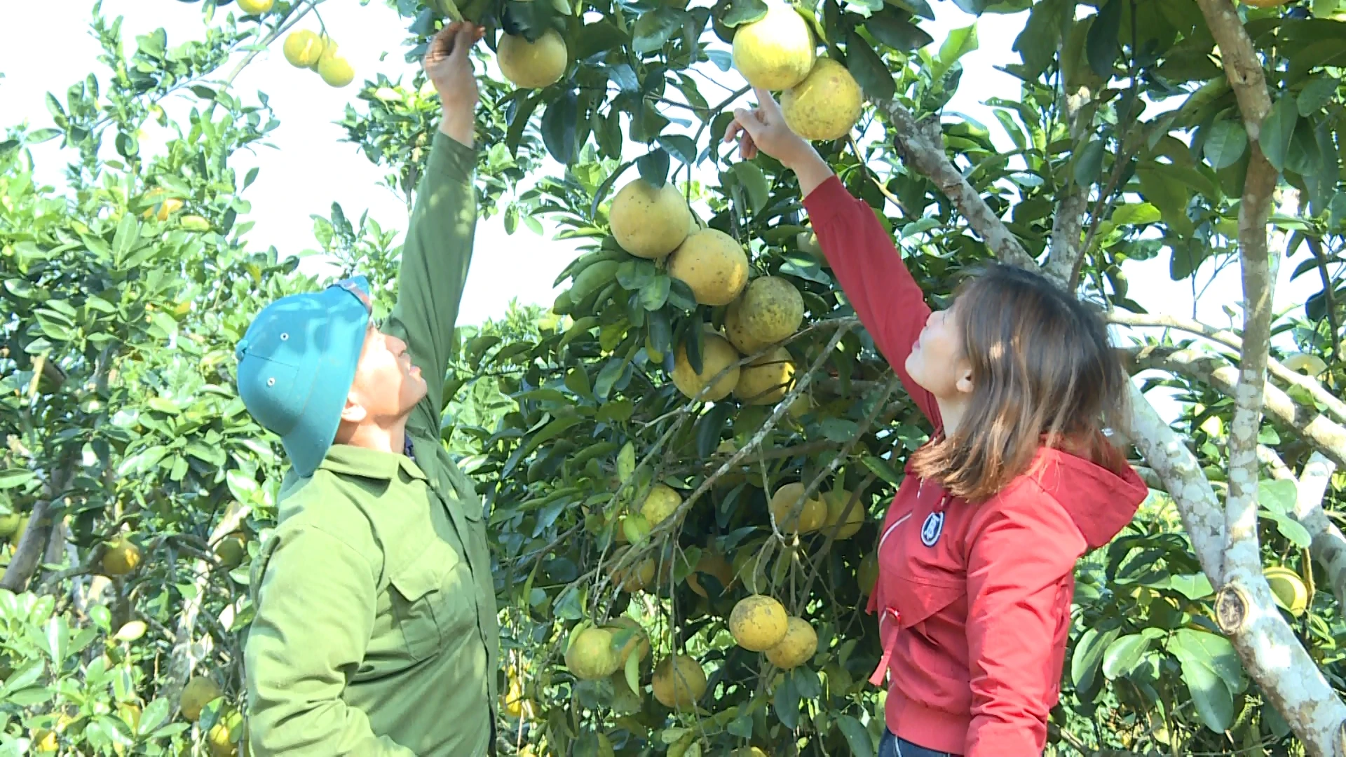 Giấc mơ làm giàu ở bản Mường