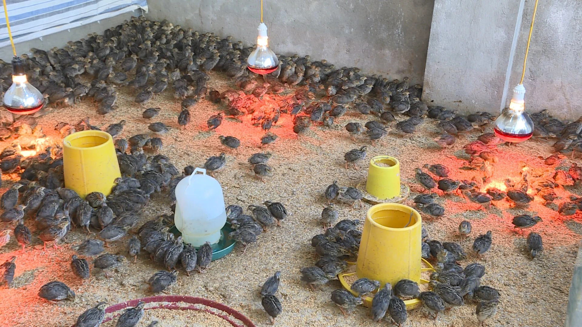 Giấc mơ làm giàu ở bản Mường