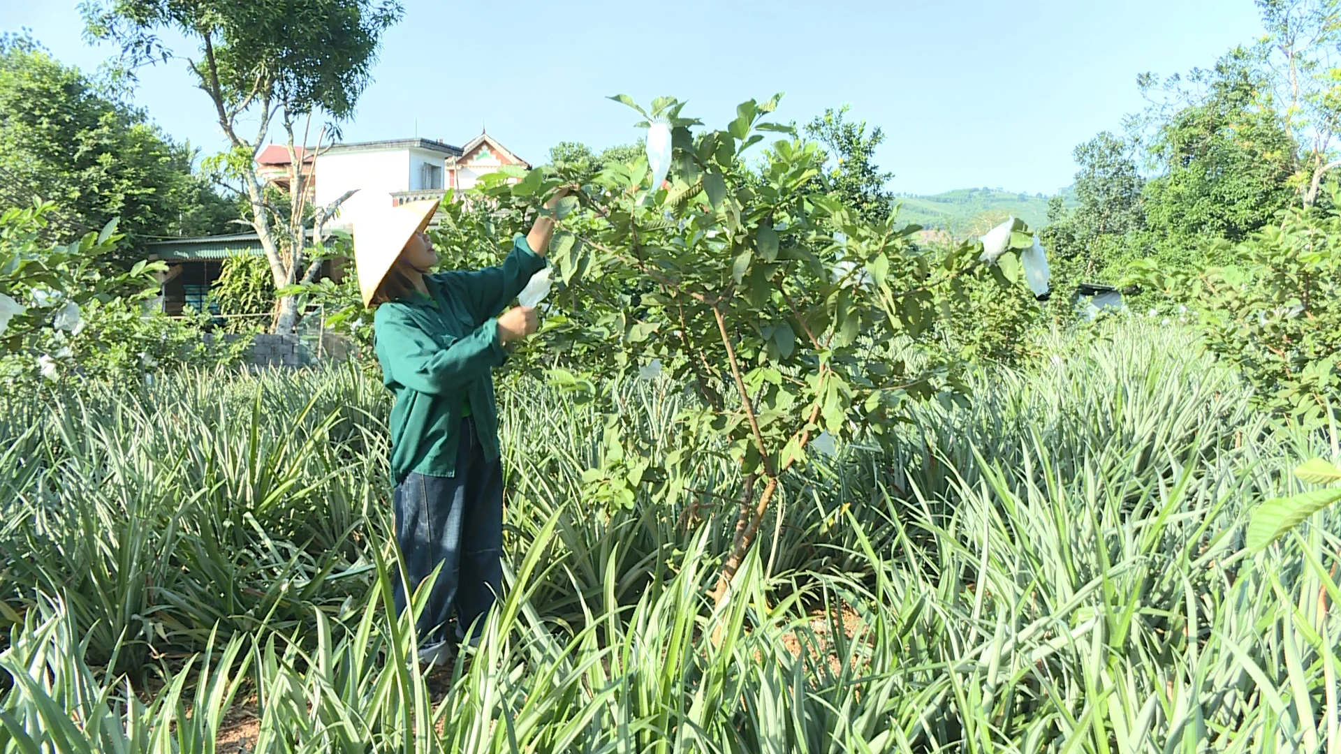 Giấc mơ làm giàu ở bản Mường