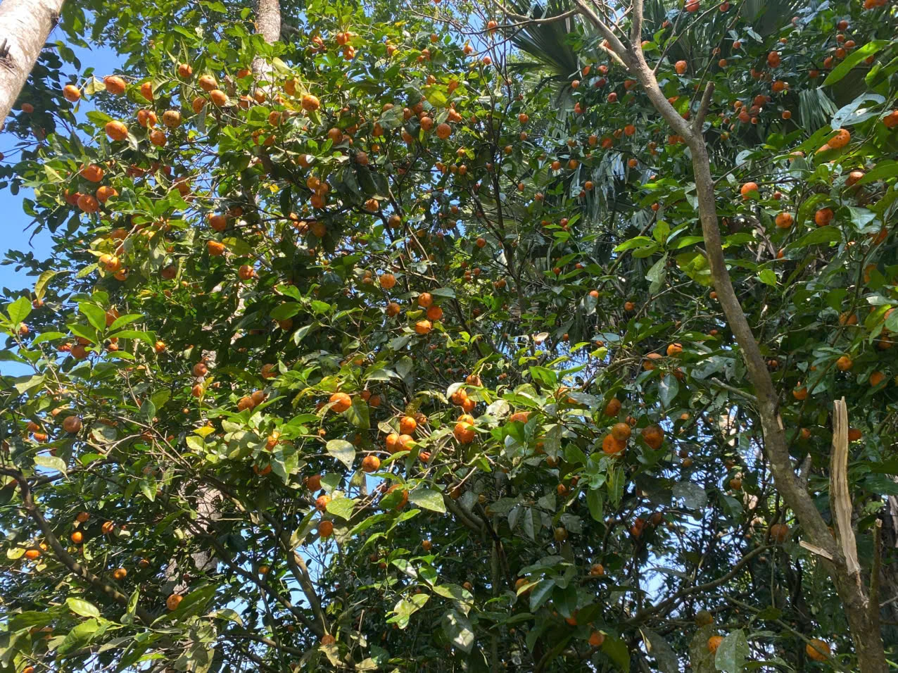 Hương vị trà quýt hoi